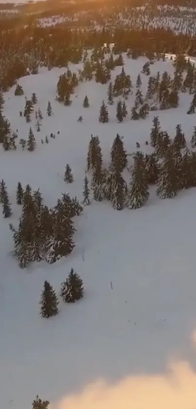 Aerial view of a snowy forest during sunset with evergreen trees and soft sunlight.