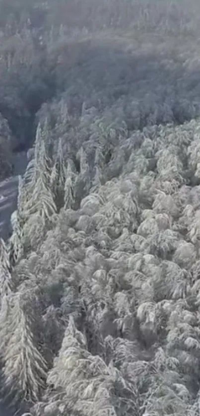 Aerial view of a snowy forest with frosted trees in winter.