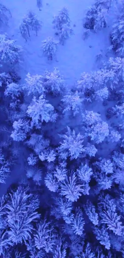 Aerial view of snowy forest with frosty blue trees creating a serene winter landscape.