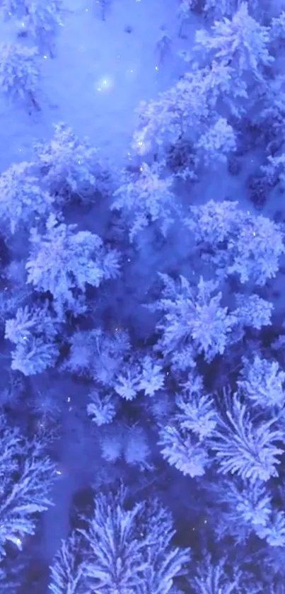 Aerial view of a snowy, frosty forest with cool blue tones.