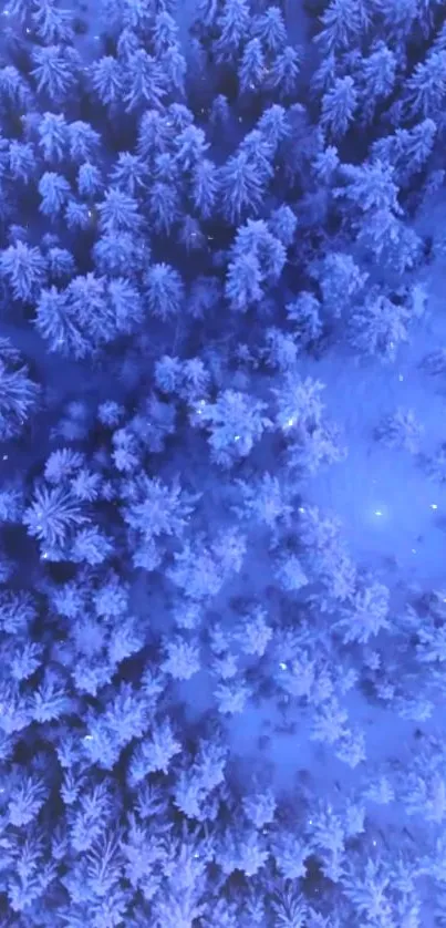 Aerial view of snow-covered forest in icy blue tones.