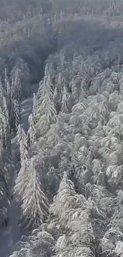 Aerial view of a snowy forest landscape with frosted trees.