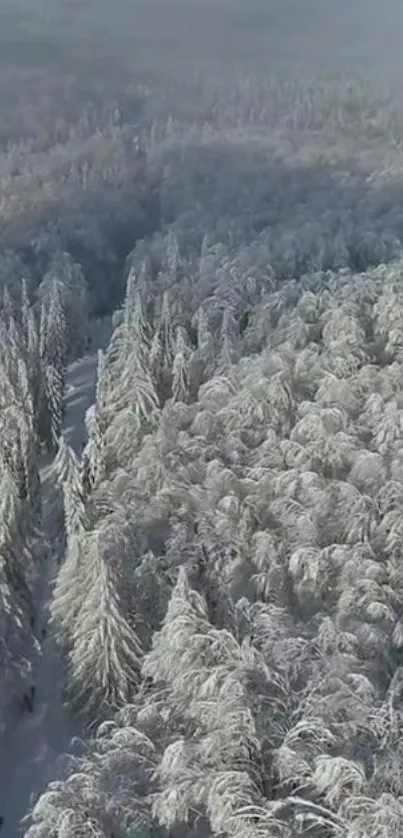 Aerial view of snowy forest landscape.