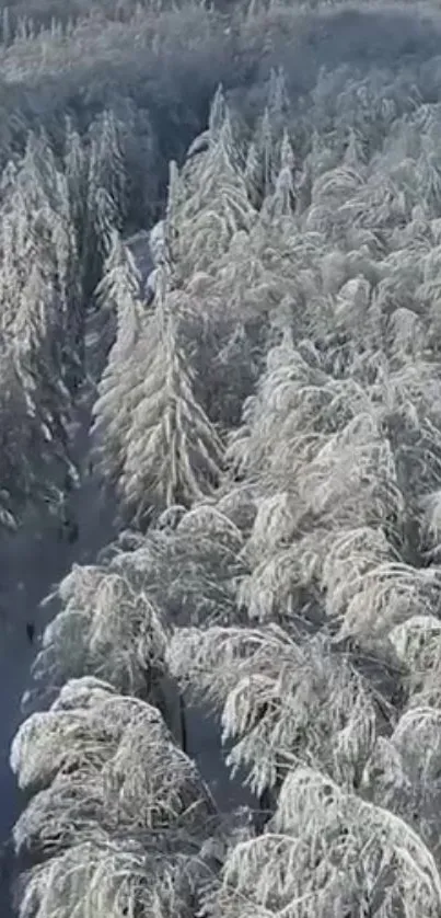 Aerial view of a snowy forest with snow-covered trees.