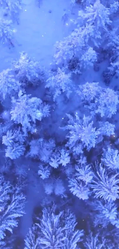 Aerial view of a snowy forest with blue tones and frosty tree tops.