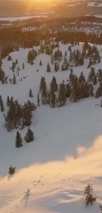 A peaceful snowy forest illuminated by the golden hues of a sunrise.