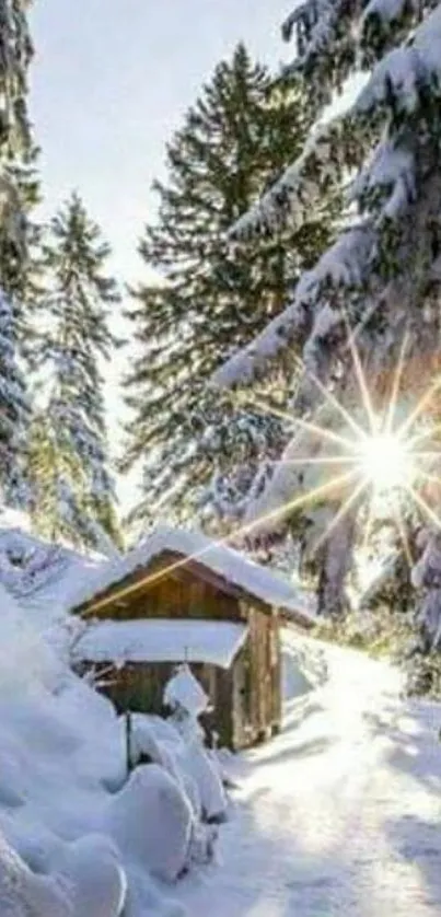 Peaceful snowy forest with sunlit trees and a cozy cabin.