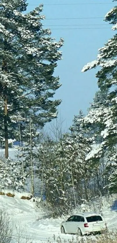 Winter forest with car and snowy road under blue sky.