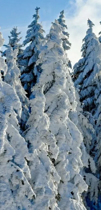 Snow-covered trees under a clear blue sky.