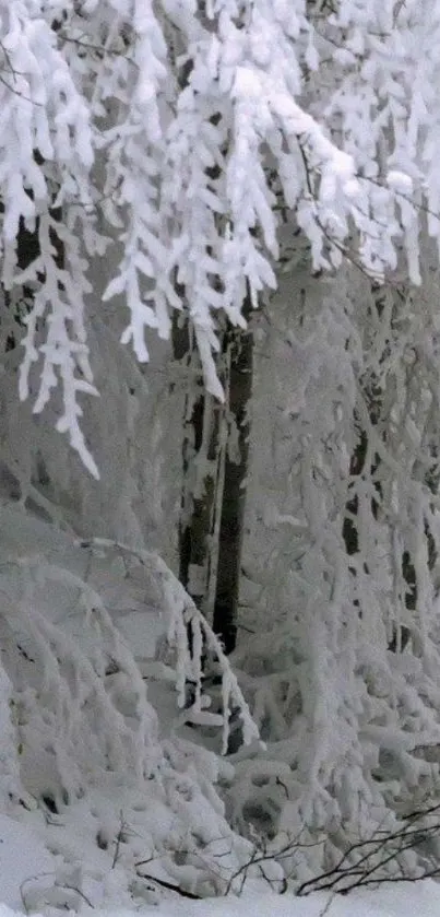 Snowy forest scene with frost-covered trees