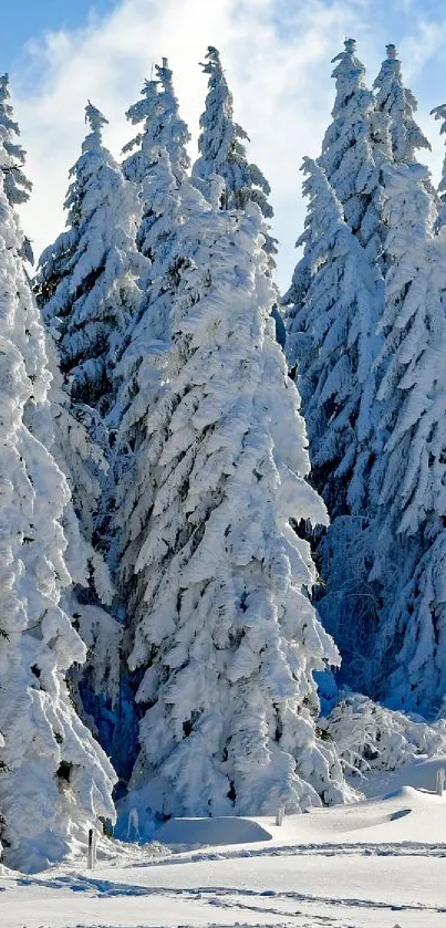 Snow-covered trees under a blue winter sky in a tranquil forest scene.