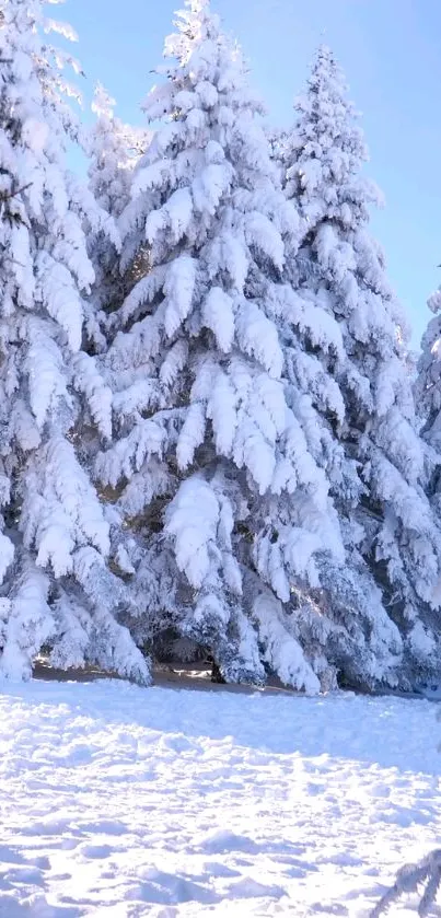 Snow-covered trees under a clear blue sky.