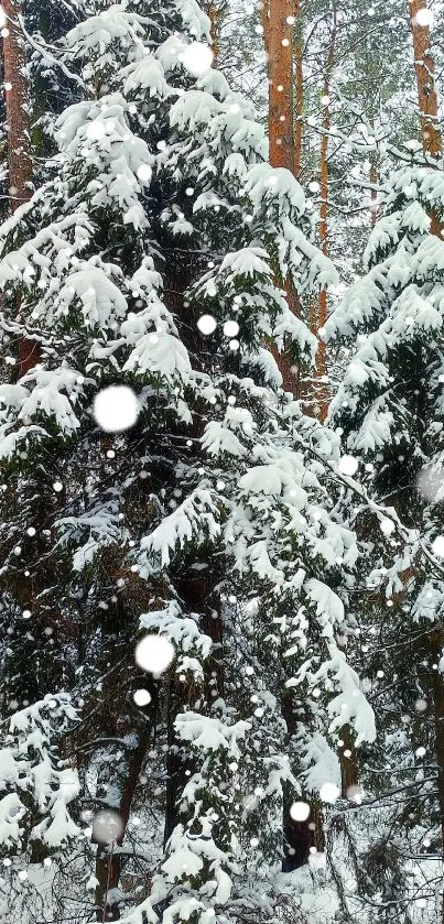 Snowy pine trees in a winter forest wallpaper.