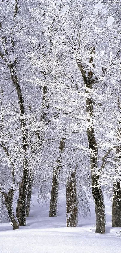 Snowy forest with bare trees and tranquil winter scene.