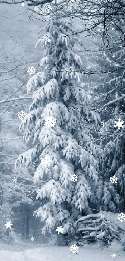 Snowy forest with frosted trees in winter landscape.