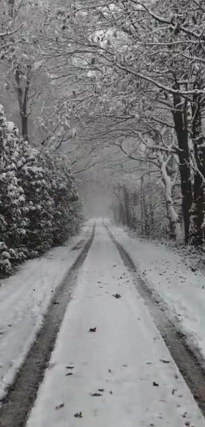 Snow-covered forest path on a winter day