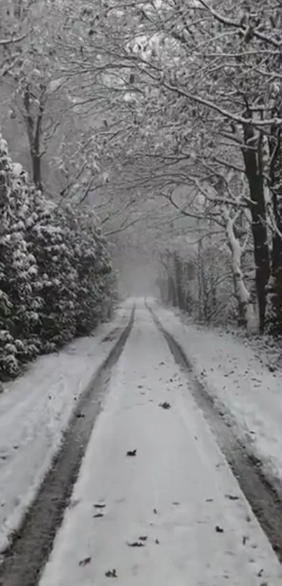 A snowy path through a peaceful forest, lined with snow-covered trees.