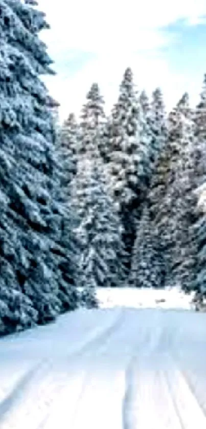 Snowy forest path with snow-covered trees.