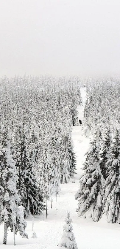 Snowy forest path with towering trees under a cloudy sky.