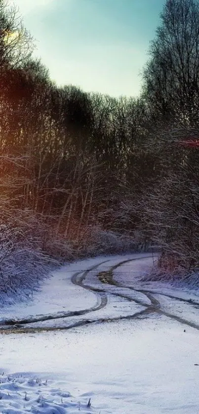 Snow-covered forest path under a blue sky.