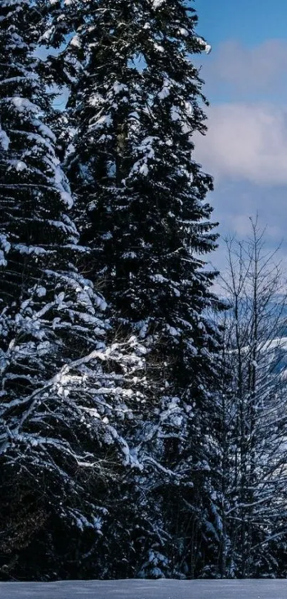 Snowy forest with tall pines and blue sky mobile wallpaper.