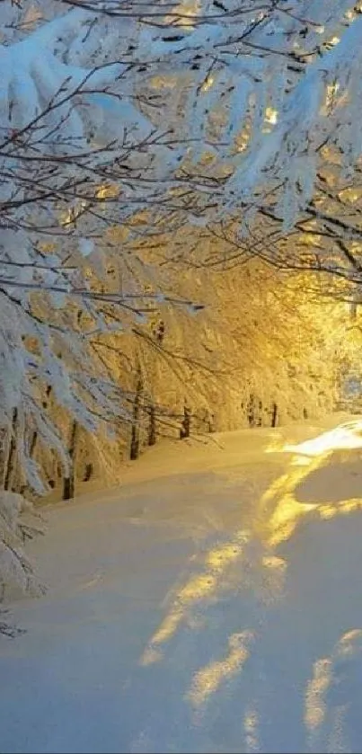 Golden sunrise illuminating a snowy forest path.