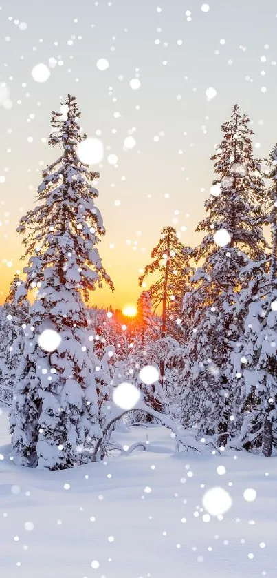 Snowy forest at sunrise with pine trees.