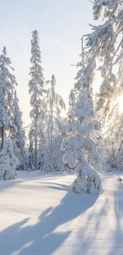 Snowy winter landscape with tall trees and bright sun.