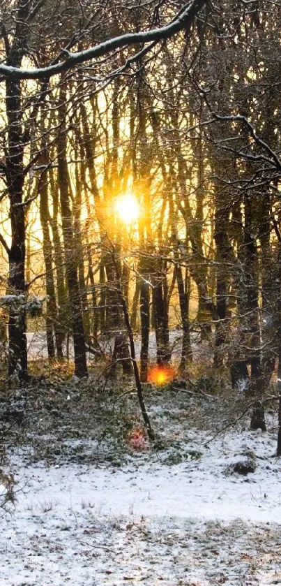 Snowy forest with sunset glow peering through trees.