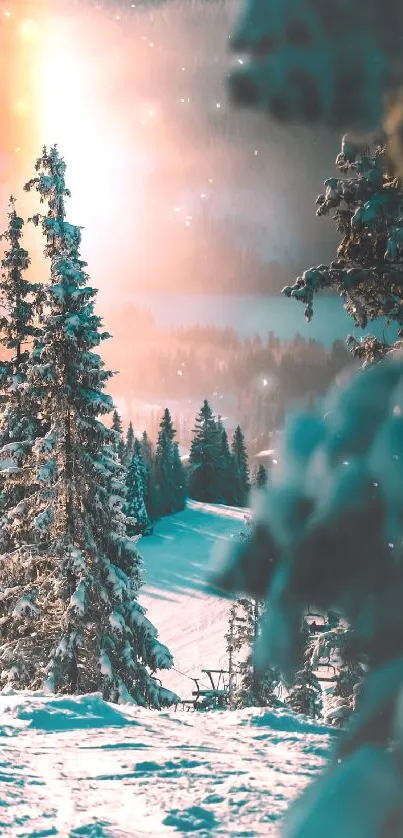 Snowy forest with a beautiful winter sunset, featuring trees and glowing light.