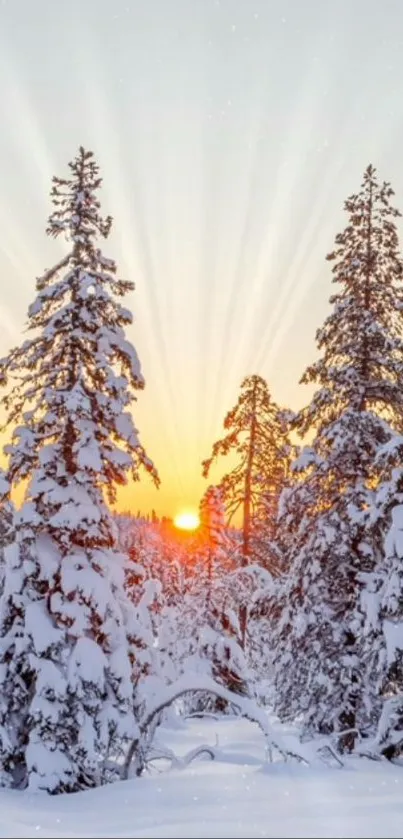 Mobile wallpaper of a snowy forest with a stunning sunset glowing through the trees.