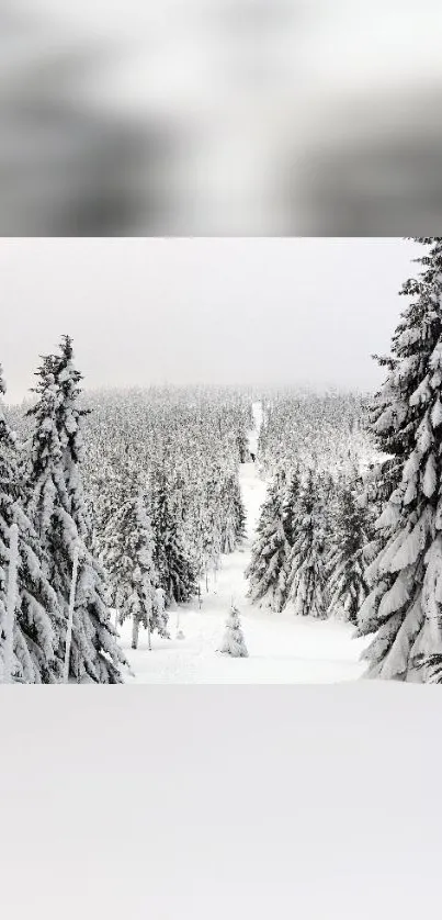 Snow-covered forest with serene winter landscape.