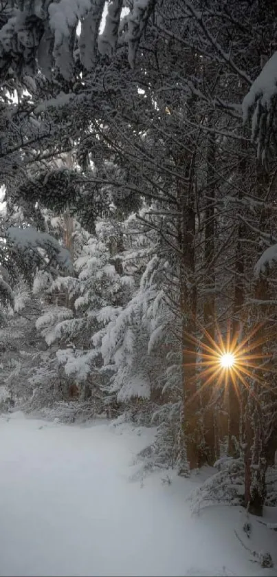 Snowy forest at twilight with a warm glowing light through the trees.