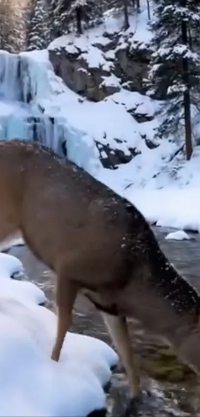 A deer grazing by a snowy waterfall in a tranquil forest.