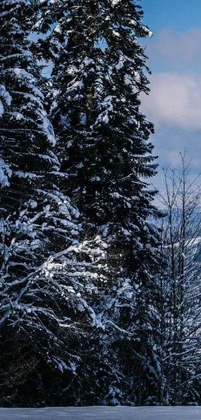 Snow-covered evergreen trees against a blue sky.