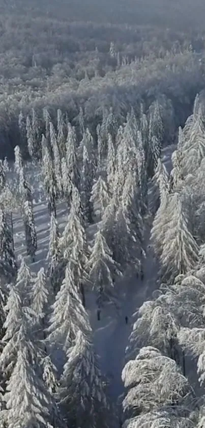 Aerial view of a snowy forest with tall, frosted trees in wintertime.