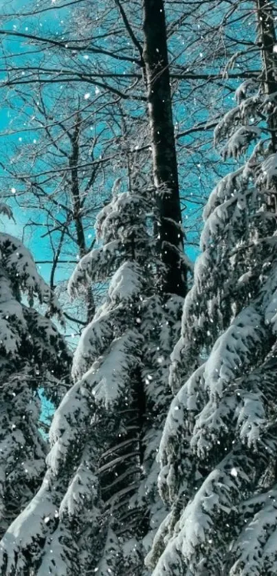 Snow-covered pine trees with a bright blue sky background.