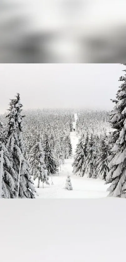 Snow-covered forest with tall trees in winter.