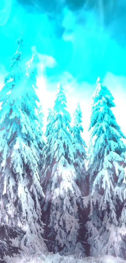 Snow-covered pine trees under a bright cyan sky.