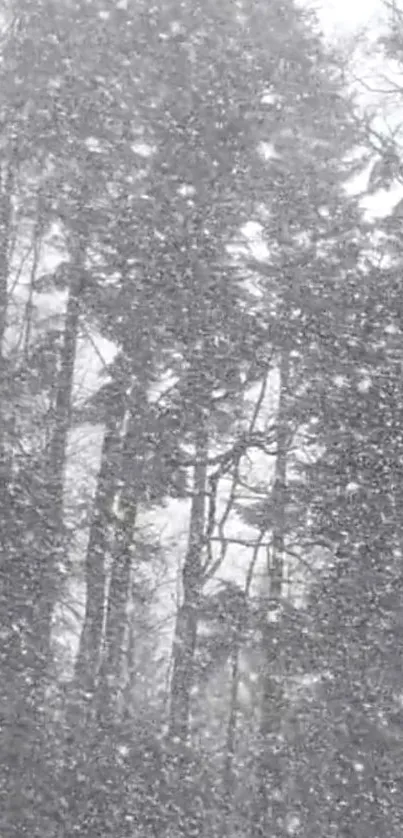 Snowy forest scene with falling snowflakes