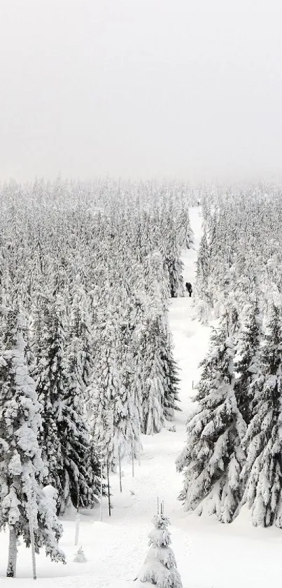 Snowy forest with pine trees in winter, creating a tranquil and serene landscape.