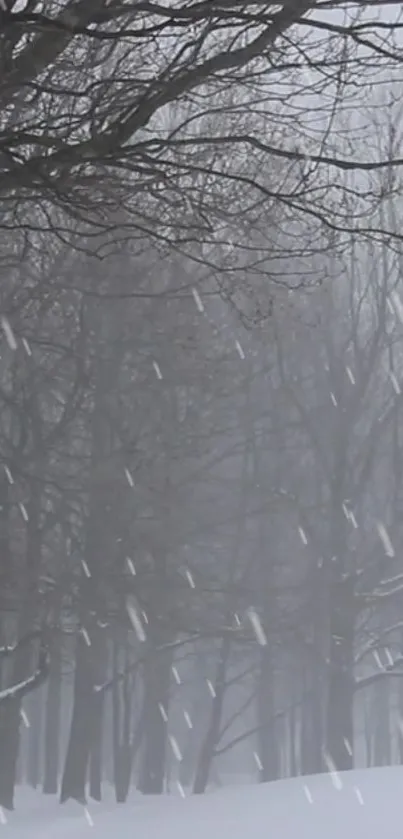 Tranquil snow-covered forest with softly falling snowflakes.