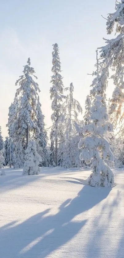 Snow-laden trees in sunlight, serene winter scene.