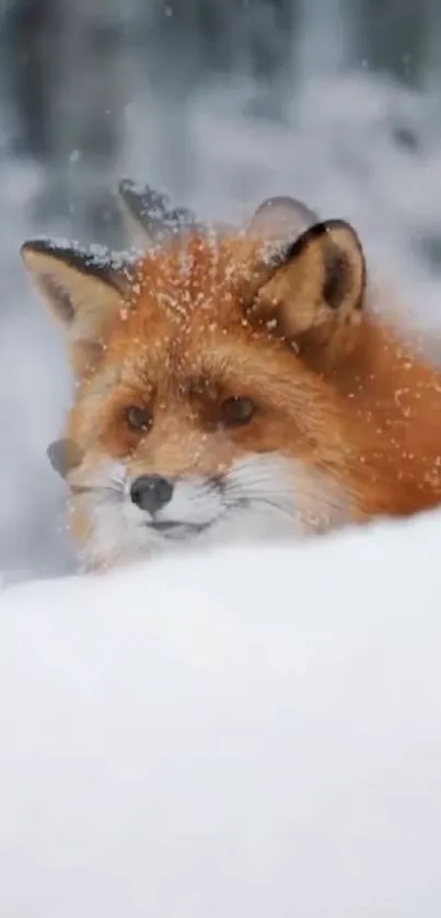 Fox peeking through snow in a winter forest background.