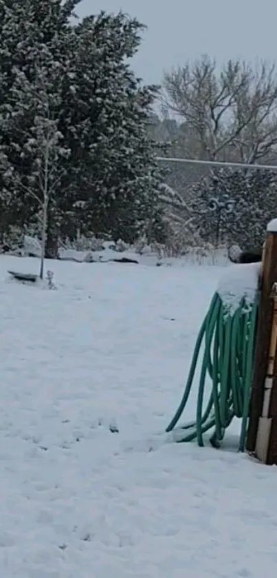 Snow-covered garden with trees and hose in winter landscape.