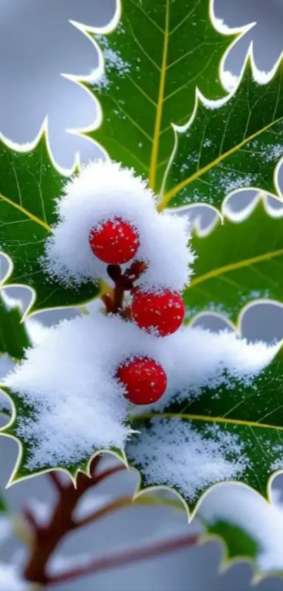 Close-up of snowy holly leaves and red berries.