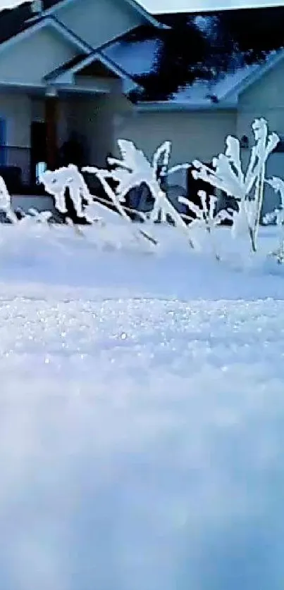 A snowy field with a house under a clear blue sky.