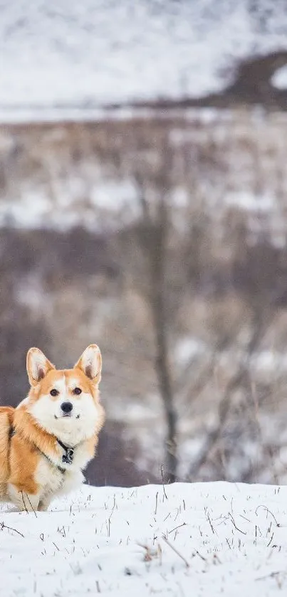 Corgi standing in snowy landscape with hills.