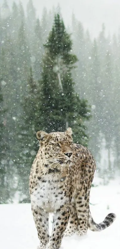 Leopard walking through snowy forest with trees in the background.