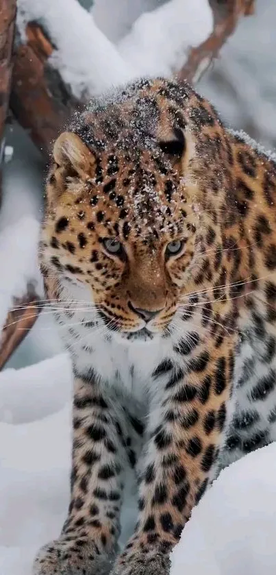 Stunning snowy leopard posing in a winter forest setting.